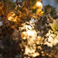 Girlanda Żarówkowa LED Solarna Galilei 2m